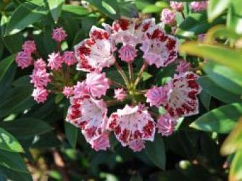 Berglorbeer / Lorbeerrose 'Minuet', 25-30 cm, Kalmia latifolia var. myrtifolia 'Minuet', Containerware von Kalmia latifolia var. myrtifolia 'Minuet'