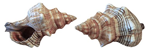 Kaltner Präsente Geschenkidee - Muschel Fasciolaria Trapezium Trapez Bandschnecke Meeresschnecke 13 bis 14 cm groß Set 2 Stück von Kaltner Präsente