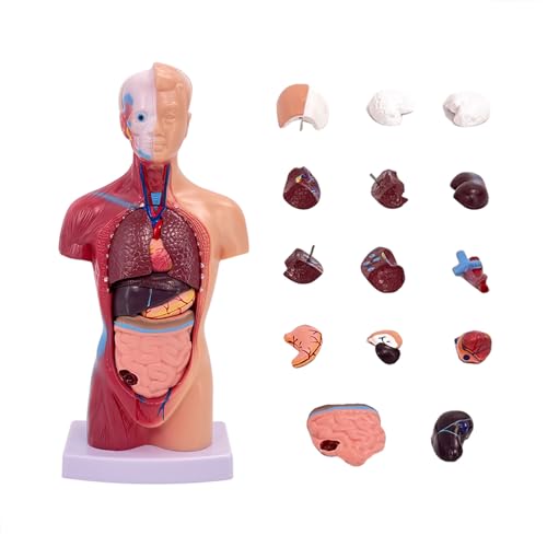 Körper Anatomisches Modell,Kamanan Anatomie Aodell Menschliches Torso-Körper-Anatomie-Modell Enthält Abnehmbare Organteile für den Medizinischen Krankenpflegeunterricht und die Vorschulerziehung von Kamanan