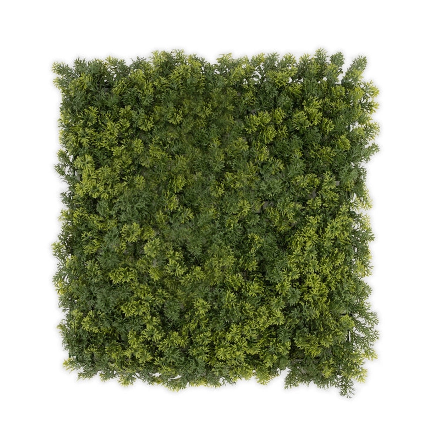 KARAT Pflanzenwand Houttuynia-cordata Kunstpflanze zur Dekoration 50 x 50 cm KARAT Pflanzenwand Houttuynia-cordata Kunstpflanze zur Dekoration 50 x 50 cm von Karat