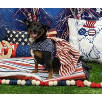 Vintage Stars & Stripes Hundekleid 4Th Of Jul Outfit von Karisfancypups