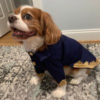 Biest Hundekostüm Prinz Halloween-Outfit Mit Goldborte von Karisfancypups