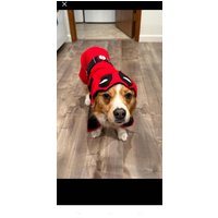 Deadpool Hundekostüm Rotes Strick-Halloween-Outfit Deadpool Hundekostüm Rotes Strick-Halloween-Outfit von Karisfancypups