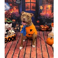 Fred Feuerstein Hundekostüm Fleecejacke Mit Krawatte, Halloween Outfit Fred Feuerstein Hundekostüm Fleecejacke Mit Krawatte, Halloween Outfit von Karisfancypups