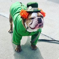 Kobold-Hundekostüm St. Patrick's Day Outfit Mit Hut von Karisfancypups