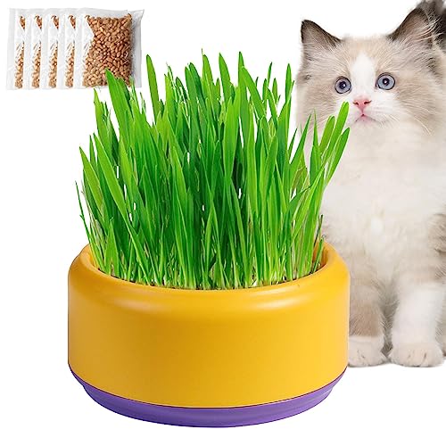 Kasmole Katzengras-Übertopf | Soilless Culture Katzengras-Anzuchtset Pflanzkasten für Katzengras Sprossentablett für Katzengrassamen - Einfach zu Pflanzen und schnell zu keimen von Kasmole