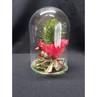 Kardinal Unter Glas von KatsKottage