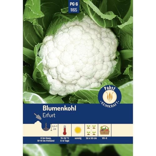 Pabst Keimkraft - Blumenkohl früh & ertragreich Erfurt Samen - 171165 von Keimkraft