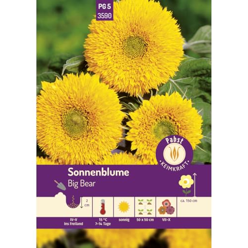 Pabst Keimkraft - Sonnenblume Big Bear Samen - 173590 von Keimkraft