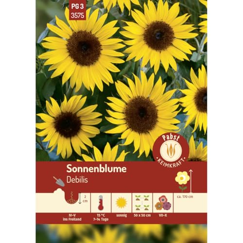 Pabst Keimkraft - Sonnenblume Debilis Samen - 173575 von Keimkraft