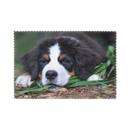 Schöner Berner Sennenhund, 6er Set Tischsets Waschbar Platzsets für Esstisch Hitzebeständig Tablettmatten 30x45cm von KemEng