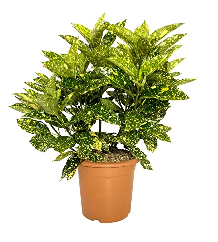 KENTIS - Aucuba Japonica Crotonifolia – Strauch Pflanzen für Garten – Hoch 60-80 cm Topf Ø 24 cm von Kentis