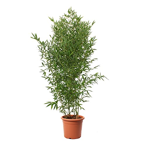 KENTIS - Bambusa Aurea - Bambus Pflanze - Echte Winterharte Pflanzen für Garten - Balkon Pflanze - Hoch 145-170 cm Topf Ø 24 cm von Kentis