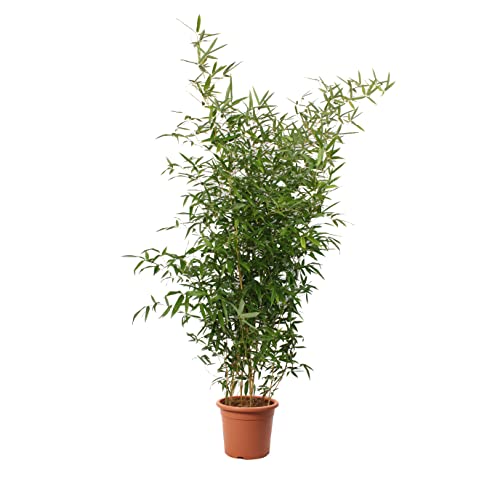 KENTIS - Bambusa Spectabilis mit Jutedekoration für Vase - Bambus Pflanze - Echte Winterharte Pflanzen für Garten - Balkon Pflanze - Hoch 170-200 cm Topf Ø 24 cm KENTIS - Bambusa Spectabilis mit Jutedekoration für Vase - Bambus Pflanze - Echte Winterharte Pflanzen für Garten - Balkon Pflanze - Hoch 170-200 cm Topf Ø 24 cm von Kentis