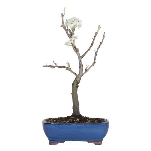 KENTIS - Birnenbonsai - Pyrus Domestica - Echter dekorativer Freilandbonsai - Echte Obstpflanzen - H 43-50 cm Topf Ø 21 cm von Kentis
