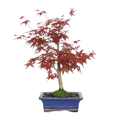 KENTIS - Bonsai Acer Palmatum Deshojo - Handförmiger Ahorn Bonsai - Echte Outdoor Pflanzen - Hoch 30-35 cm Keramiktopf Ø 19 cm von Kentis