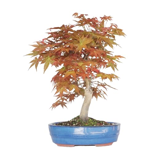 KENTIS - Bonsai Acer Palmatum Yamamomiji - Japanischer Ahorn-Bonsai - Echter Zierbonsai für den Außenbereich - Echte Pflanzen - H 50-55 cm Topf Ø 27,5 (Topf Ø 27,5, Acer Palmatum Yamamomiji) von Kentis