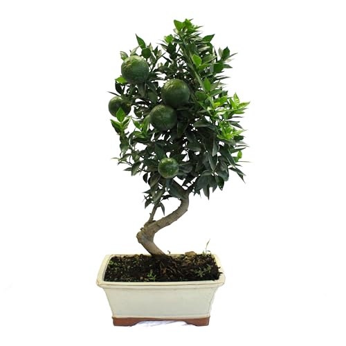 KENTIS - Bonsai Citrus Myrtifolia - Chinotto Bonsai - Echte Pflanzen im Freien - Echte Obstpflanze - Balkonpflanze - Hoch 45-50 cm Keramiktopf Ø 22 cm von Kentis