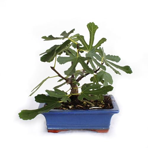 KENTIS - Bonsai Feigenbaum - Ficus Carica Bonsai - Bonsai Baum Echt - Echte Außenpflanzen - Hoch 20-25 cm Keramiktopf Ø 18 cm KENTIS - Bonsai Feigenbaum - Ficus Carica Bonsai - Bonsai Baum Echt - Echte Außenpflanzen - Hoch 20-25 cm Keramiktopf Ø 18 cm von Kentis