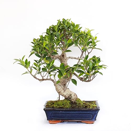 KENTIS - Bonsai Ficus Microcarpa - Ficus Retusa Bonsai Baum - Echte Zimmerpflanzen - Echte Pflanze - Hoch 40-50 cm Keramiktopf Ø 25 cm (Bonsai Ficus Microcarpa, Keramiktopf Ø 25 cm) von Kentis