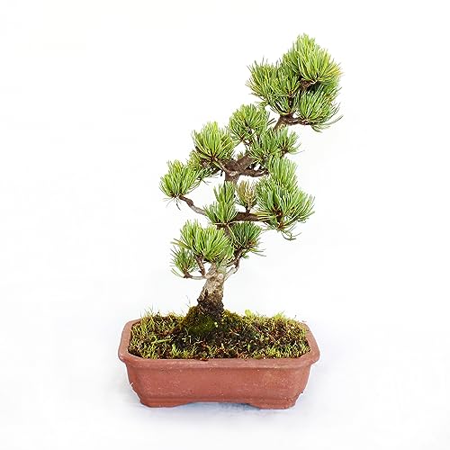 KENTIS - Bonsai Pinus Parviflora Japanische Pentaphylla - Pflanzen für den Außenbereich - H 30-40 cm Keramiktopf Ø 21 cm von Kentis