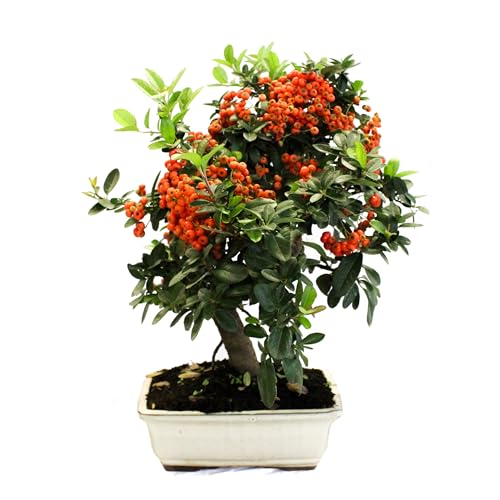 KENTIS - Bonsai Pyracantha - Feuerdorn Bonsai - Echte Pflanzen im Freien - Winterharter Outdoor Pflanze - Hoch 35-40 cm Keramiktopf Ø 20 cm von Kentis
