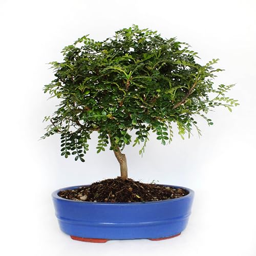 KENTIS - Bonsai Zanthoxylium Piperitum - Sichuan Pfeffer Bonsai - Pfefferpflanze - Echte Pflanzen - Hoch 30-40 cm Keramiktopf Ø 26 cm von Kentis