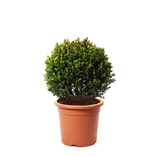 KENTIS - Buchsbaum Kugel Pflanzen - Buxus Sempervirens Echte Gartenpflanzen - Hoch 50-60 cm Topf Ø 26 cm von Kentis