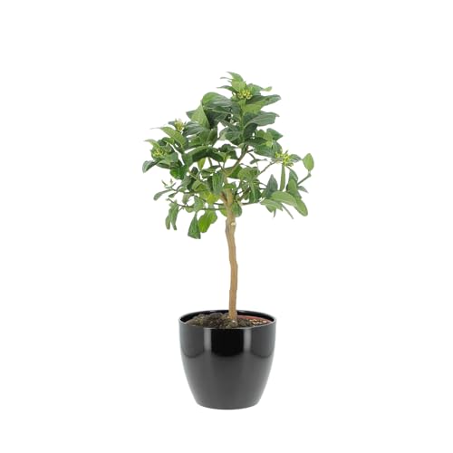 KENTIS - Buddhas Hand Citrus - Outdoor Obstbäume - Echte Zitruspflanzen für Balkon und Terrasse - H 70-80 cm Topf Ø 20 cm KENTIS - Buddhas Hand Citrus - Outdoor Obstbäume - Echte Zitruspflanzen für Balkon und Terrasse - H 70-80 cm Topf Ø 20 cm von Kentis