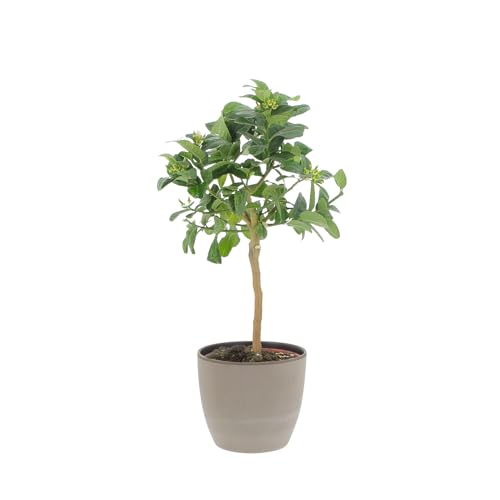 KENTIS - Buddhas Hand Citrus - Outdoor Obstbäume - Echte Zitruspflanzen für Balkon und Terrasse - H 70-80 cm Topf Ø 20 cm KENTIS - Buddhas Hand Citrus - Outdoor Obstbäume - Echte Zitruspflanzen für Balkon und Terrasse - H 70-80 cm Topf Ø 20 cm von Kentis