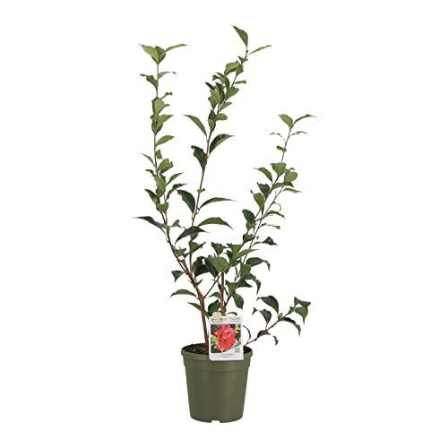 KENTIS - Camellia Japonica 'Black Magic' - Echte Pflanzen für den Außenbereich - Blühende Pflanze für den Garten, Balkon und Terrasse - H 70-90 cm Topf Ø 17 cm von Kentis
