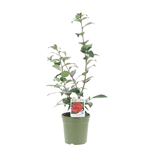 KENTIS - Camellia Japonica 'Captain Blood' - Echte Pflanzen für den Außenbereich - Blühende Pflanze für den Garten, Balkon und Terrasse - H 70-80 cm Topf Ø 17 cm von Kentis