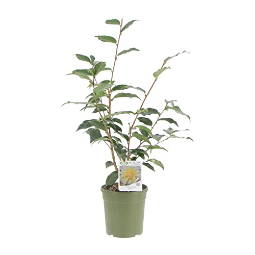 KENTIS - Camellia Japonica 'Golden Lotus' - Echte Pflanzen für den Außenbereich - Blühende Pflanze für den Garten, Balkon und Terrasse - H 70-90 cm Topf Ø 17 cm von Kentis