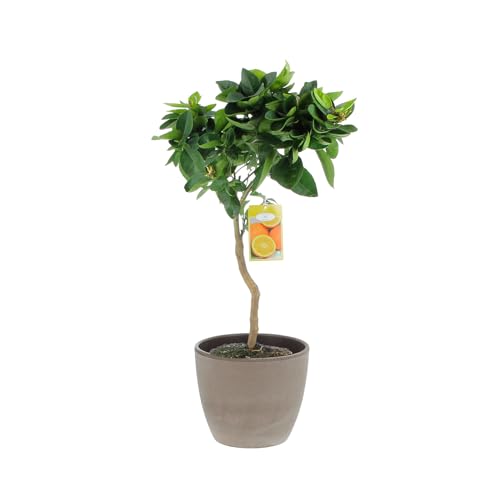 KENTIS - Citrus Reticulata – Mandarinenpflanze – Aussenobstbäume in Vase - Hoch 70-80 cm Topf Ø 20 cm von Kentis