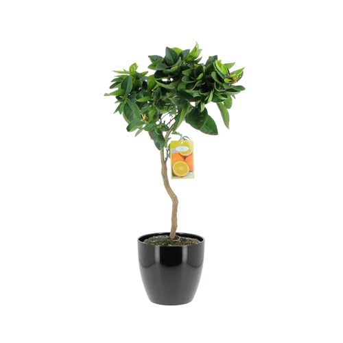 KENTIS - Citrus Sinensis - Süßorangenbaum - Obstbaum für Garten und Balkon - H 70-80 cm, Topf Ø 20 cm von Kentis