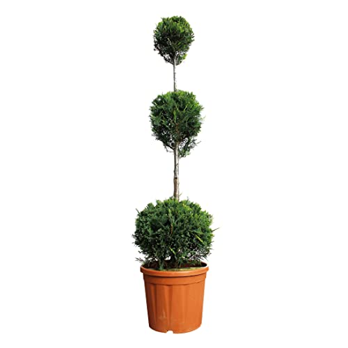 KENTIS - Cupressocyparis Leylandii Castlewellan Gold - Drei Ball Zypresse - Echte Pflanzen für Garten - Balkon Pflanze - Hoch 140-160 cm Topf Ø 30 cm von Kentis