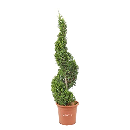 KENTIS - Cupressocyparis Leylandii - Spiral-Zypressen - Pflanzen für Garten - Hoch 140-160 cm Topf Ø 30 cm von Kentis