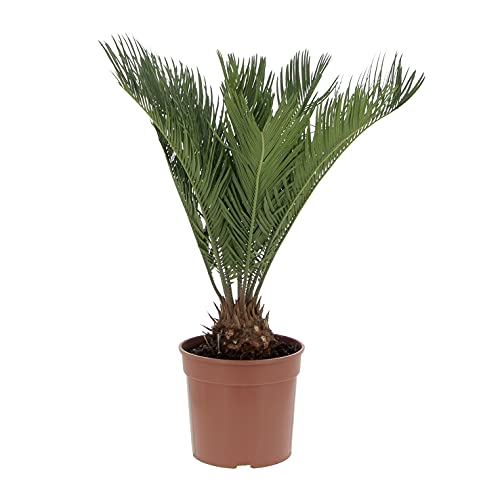 KENTIS - Cycas Revoluta Zwergpalme - Echte Palme für den Außenbereich Gartenpflanze - Hoch 40-50 cm Topf Ø 18 cm KENTIS - Cycas Revoluta Zwergpalme - Echte Palme für den Außenbereich Gartenpflanze - Hoch 40-50 cm Topf Ø 18 cm von Kentis