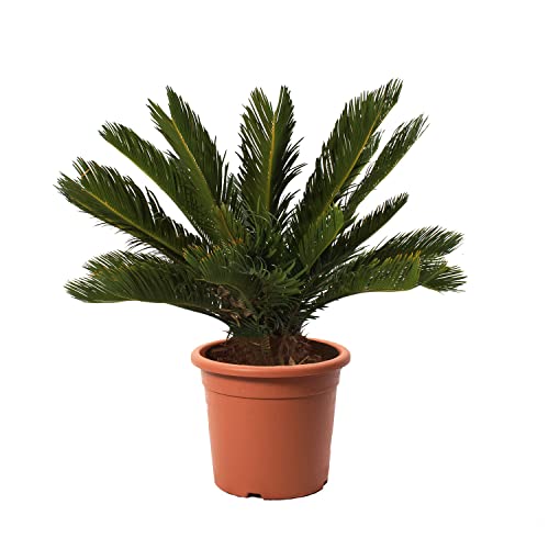 KENTIS - Cycas Revoluta Zwergpalme - Echte Palme für den Außenbereich Gartenpflanze - Hoch 60/80 cm Topf Ø 24 cm KENTIS - Cycas Revoluta Zwergpalme - Echte Palme für den Außenbereich Gartenpflanze - Hoch 60/80 cm Topf Ø 24 cm von Kentis
