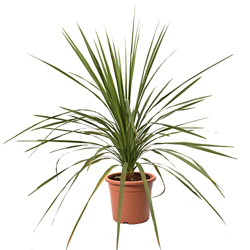 KENTIS - Dracaena Indivisa - Echte Pflanzen für Garten - Balkon Pflanze - Heckenpflanze – Hoch 100-125 cm Topf Ø 24 cm von Kentis