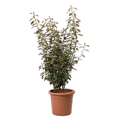 KENTIS - Eleagnus Ebbingei - Echte Heckenpflanze - Winterharte Pflanzen für Garten - Hoch 125-150 cm Topf Ø 30 cm KENTIS - Eleagnus Ebbingei - Echte Heckenpflanze - Winterharte Pflanzen für Garten - Hoch 125-150 cm Topf Ø 30 cm von Kentis