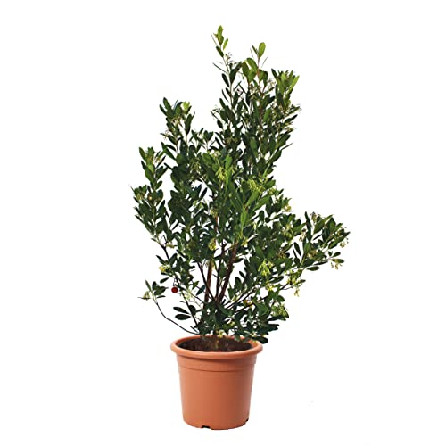 KENTIS - Erdbeerbaum Arbutus Unedo – Winterharte Pflanzen für Garten – Immergrun Echte Pflanze - Hoch 100-125 cm Topf Ø 30 cm von Kentis