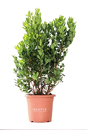 KENTIS - Erdbeerbaum Arbutus Unedo – Winterharte Pflanzen für Garten – Immergrun Echte Pflanze - Hoch 80-100 cm Topf Ø 24 cm von Kentis