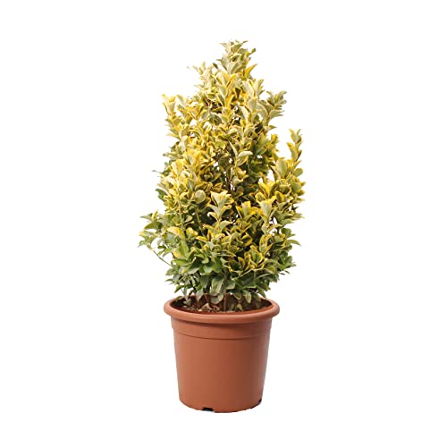 KENTIS - Euonymus Japonicus Aurea - Japanischer Spindelstrauch – Winterharte Pflanzen für Garten - Hoch 100-125 cm Topf Ø 30 cm von Kentis