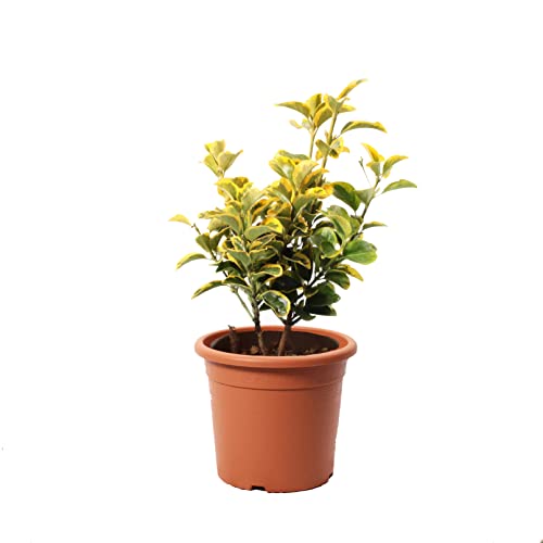 KENTIS - Euonymus Japonicus Aurea - Japanischer Spindelstrauch – Winterharte Pflanzen für Garten - Hoch 40-50 cm Topf Ø 18 cm von Kentis
