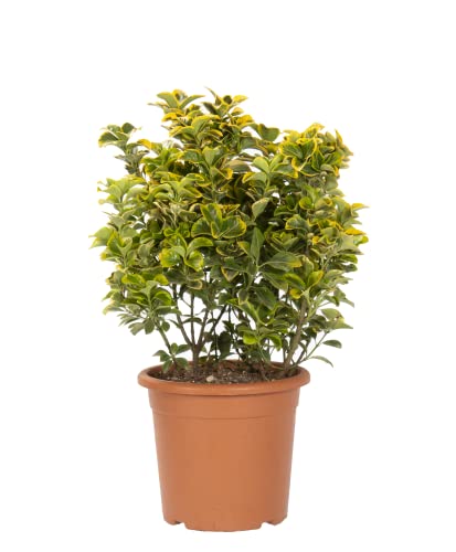 KENTIS - Euonymus Japonicus Aurea - Japanischer Spindelstrauch – Winterharte Pflanzen für Garten – Hoch 60-80 cm Topf Ø 24 cm KENTIS - Euonymus Japonicus Aurea - Japanischer Spindelstrauch – Winterharte Pflanzen für Garten – Hoch 60-80 cm Topf Ø 24 cm von Kentis