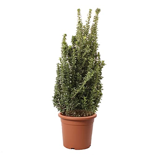 KENTIS - Euonymus Japonicus Benkomasaki - Japanische Evonimo - Heckenpflanze für draußen - Echte Rustikale Pflanze - H 100-125 cm Topf Ø 30 cm von Kentis