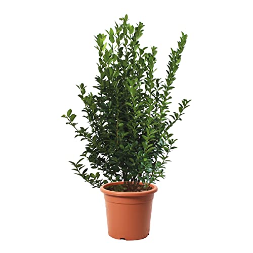 KENTIS - Euonymus Japonicus - Japanischer Spindelstrauch – Winterharte Pflanzen für Garten - Hoch 100-125 cm Topf Ø 30 cm von Kentis