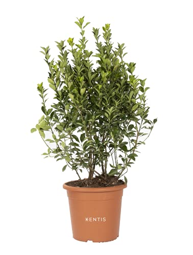 KENTIS - Euonymus Japonicus - Japanischer Spindelstrauch – Winterharte Pflanzen für Garten – Hoch 60-80 cm Topf Ø 24 cm von Kentis