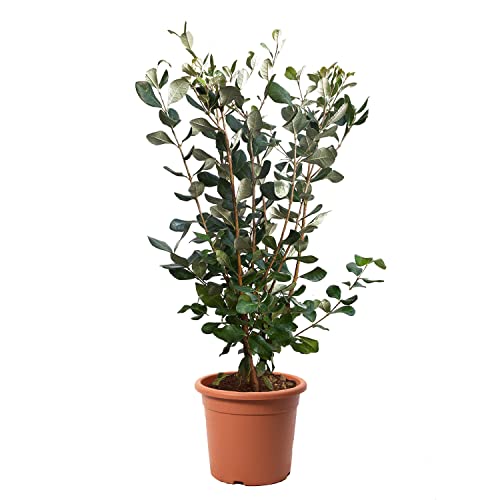 KENTIS - Feijoa Acca Sellowiana – Immergrüne Ananas-Guave – Winterharte Pflanzen für Garten – Hoch 40-50 cm Topf Ø 18 cm von Kentis